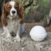 Biodegradable Salt Urn for Small Pets - Salium 0.75lt - Image 2
